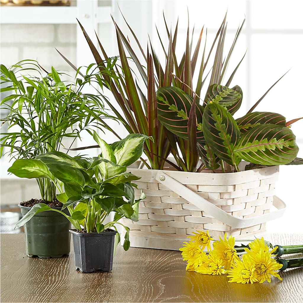 Florist Designed Blooming and Green Plants in a Basket – Wheeling Flower Shop Inc, Wheeling WV