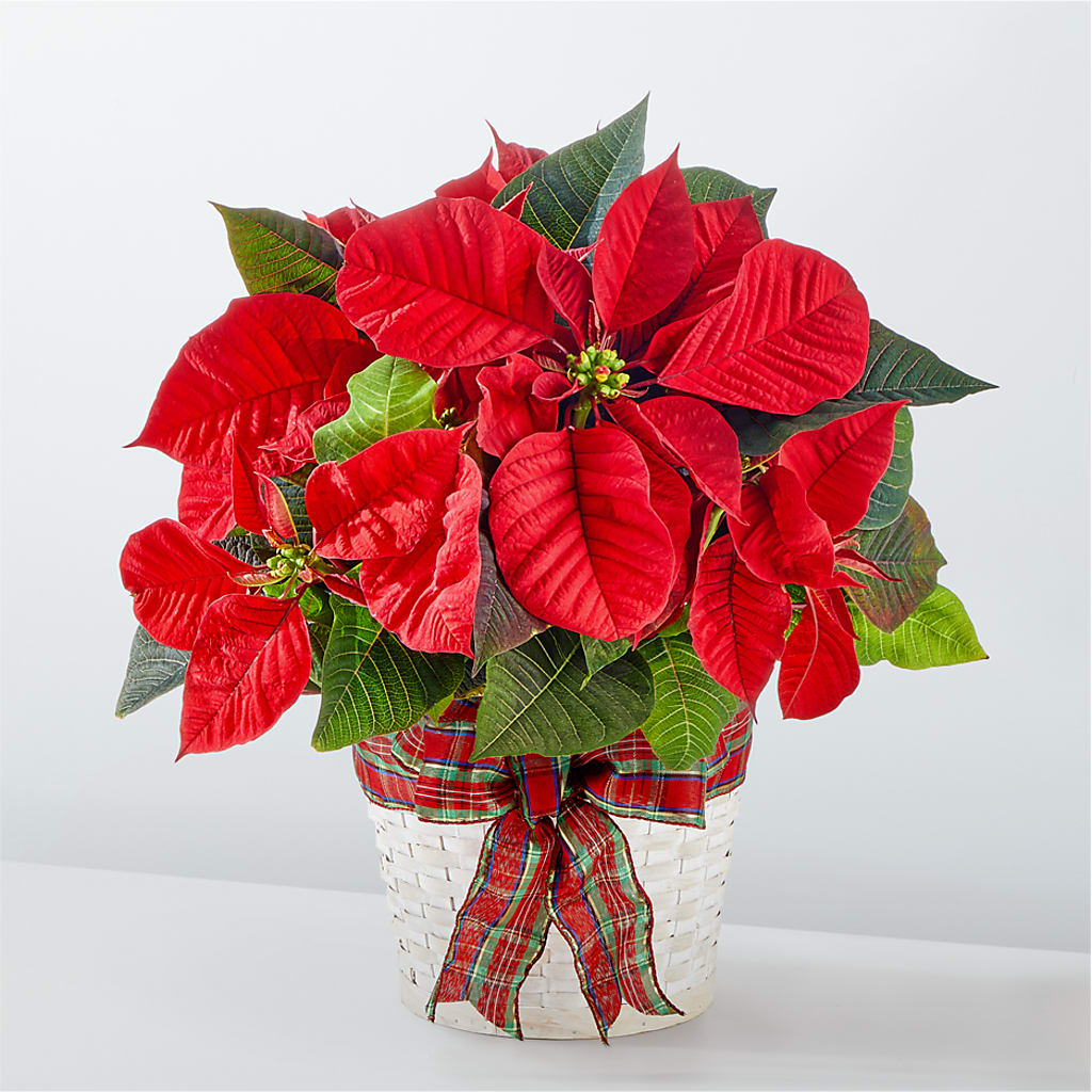 Happiest Holidays Poinsettia – Wheeling Flower Shop Inc, Wheeling WV