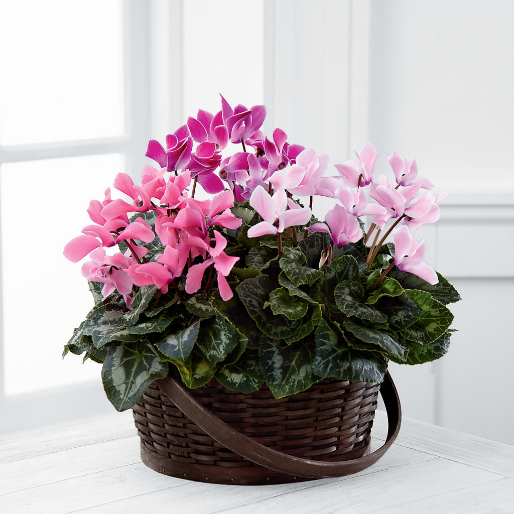 Mixed Cyclamen Planter – Wheeling Flower Shop Inc, Wheeling WV