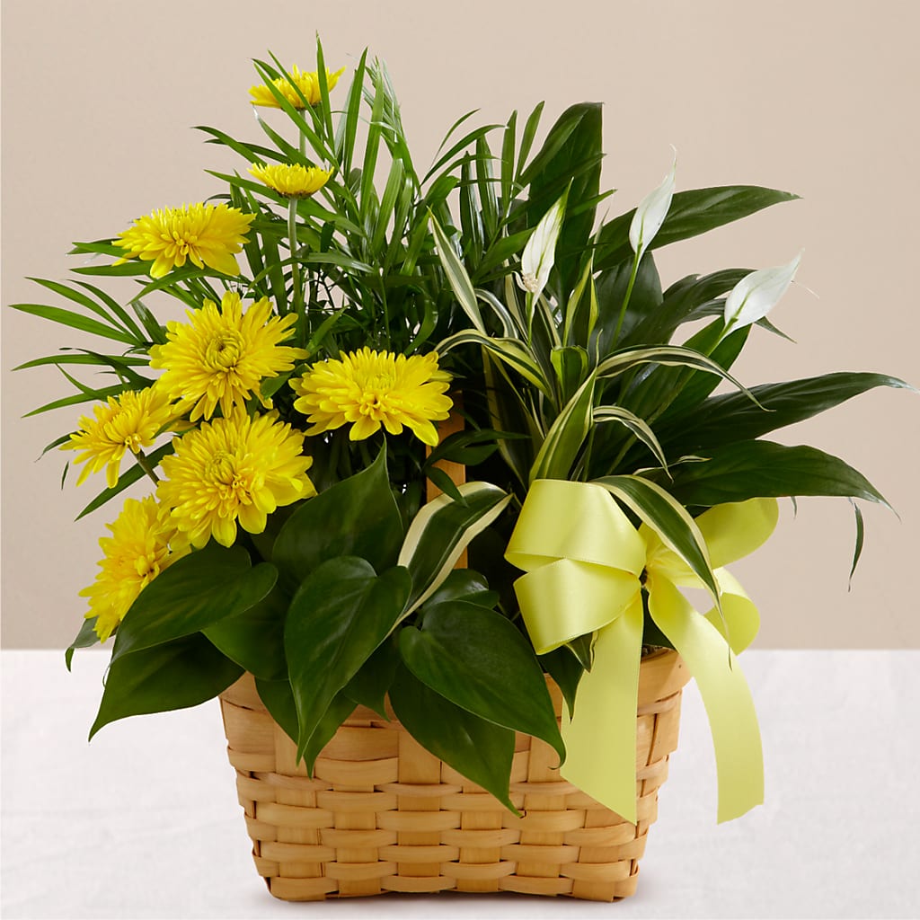 Loving Light Dishgarden – Wheeling Flower Shop Inc, Wheeling WV