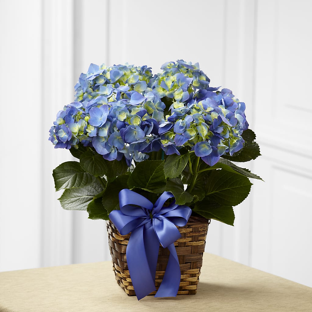 Blue Hydrangea Planter – Wheeling Flower Shop Inc, Wheeling WV