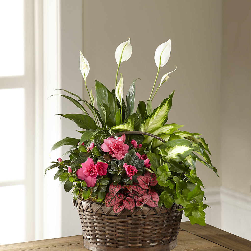 Dream in Pink Dishgarden – Wheeling Flower Shop Inc, Wheeling WV