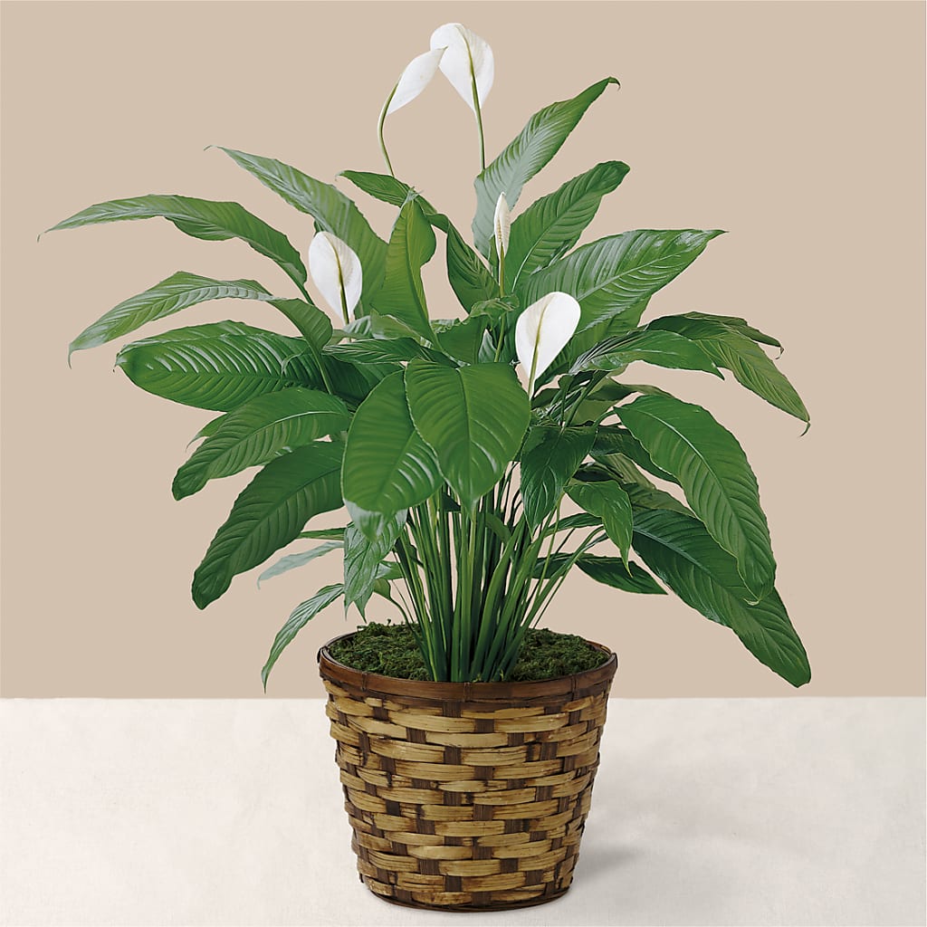 Tranquil Moments Peace Lily Plant – Wheeling Flower Shop Inc, Wheeling WV