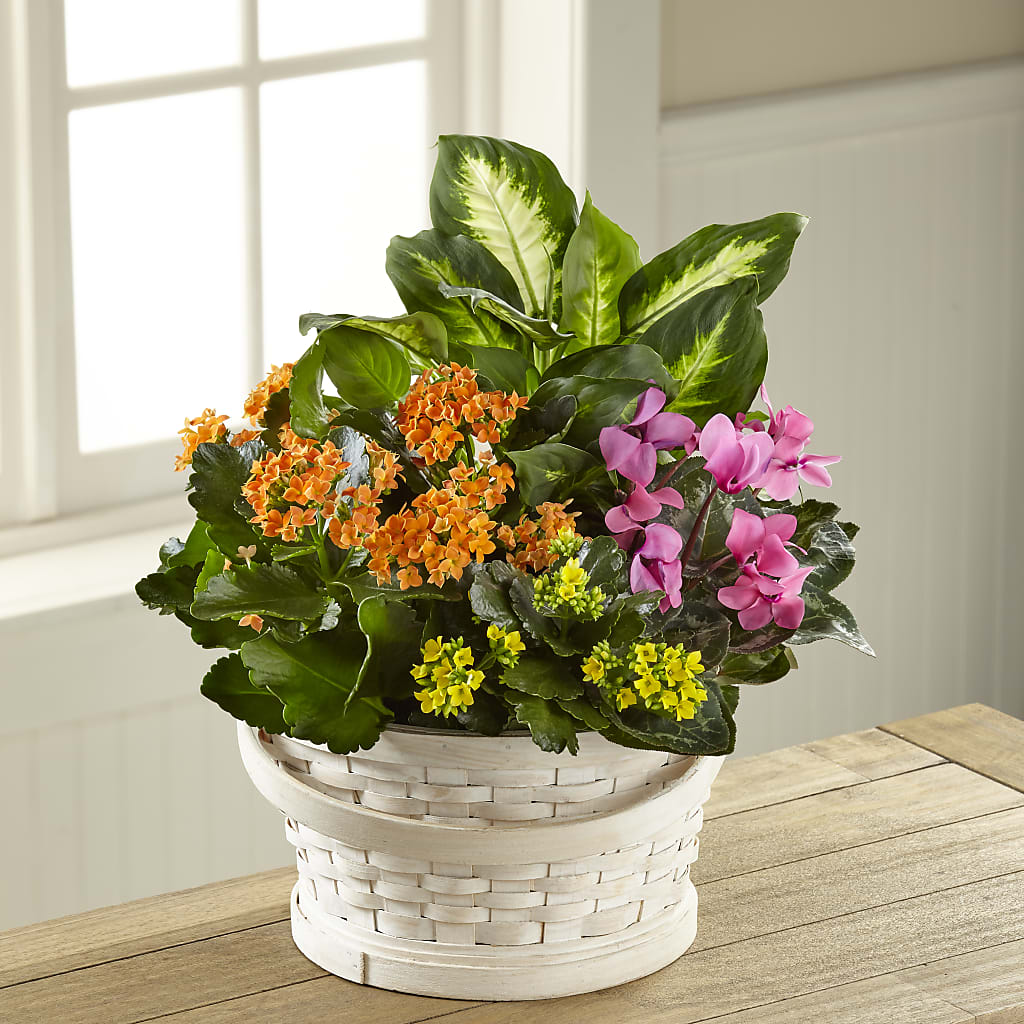 Color Crush Dishgarden – Wheeling Flower Shop Inc, Wheeling WV