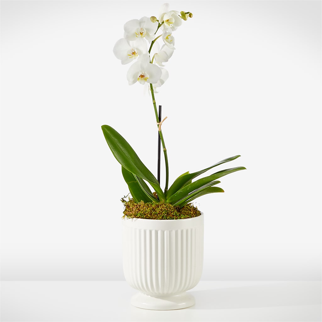 Whispering White Orchid – Wheeling Flower Shop Inc, Wheeling WV
