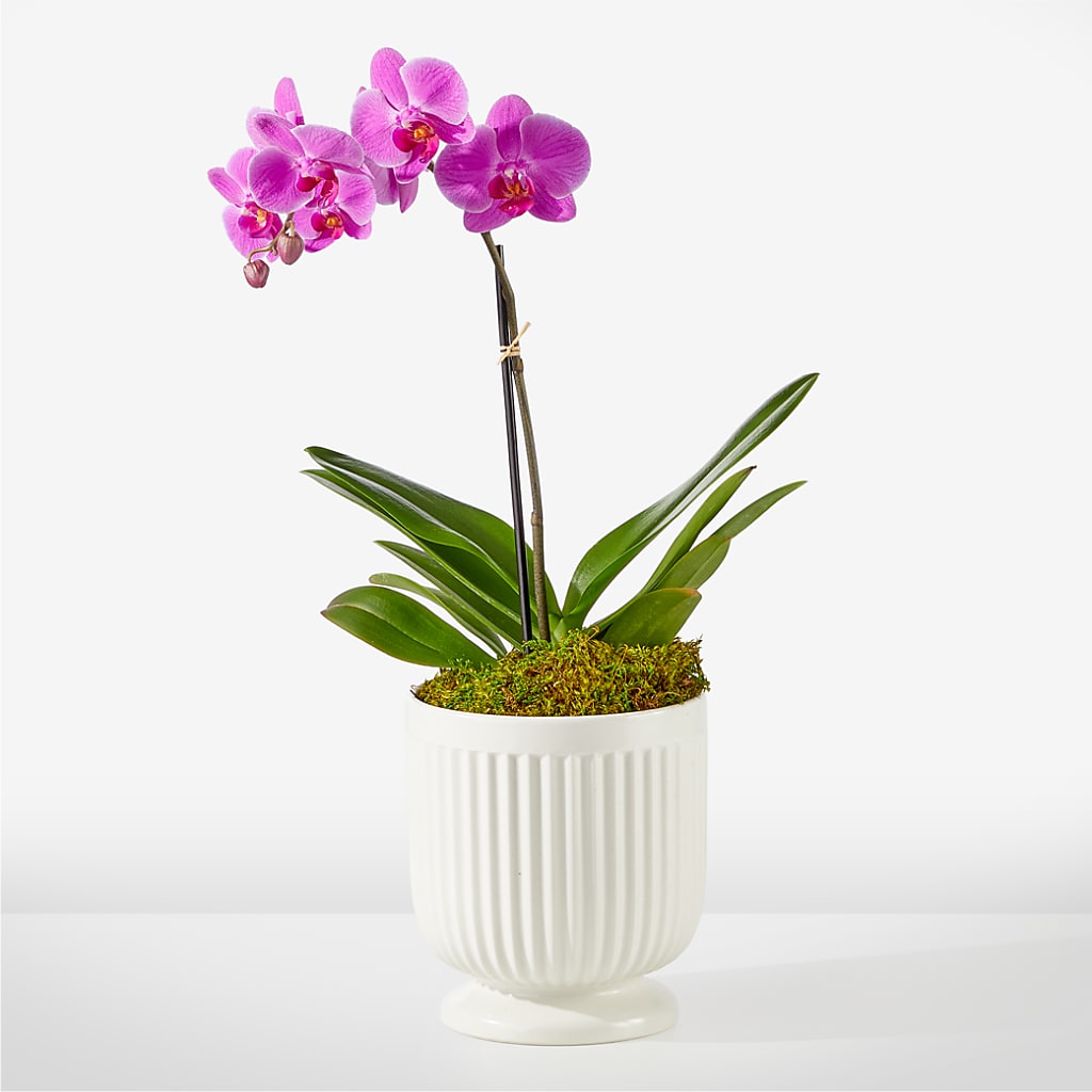 Friendly Fuchsia Orchid – Wheeling Flower Shop Inc, Wheeling WV