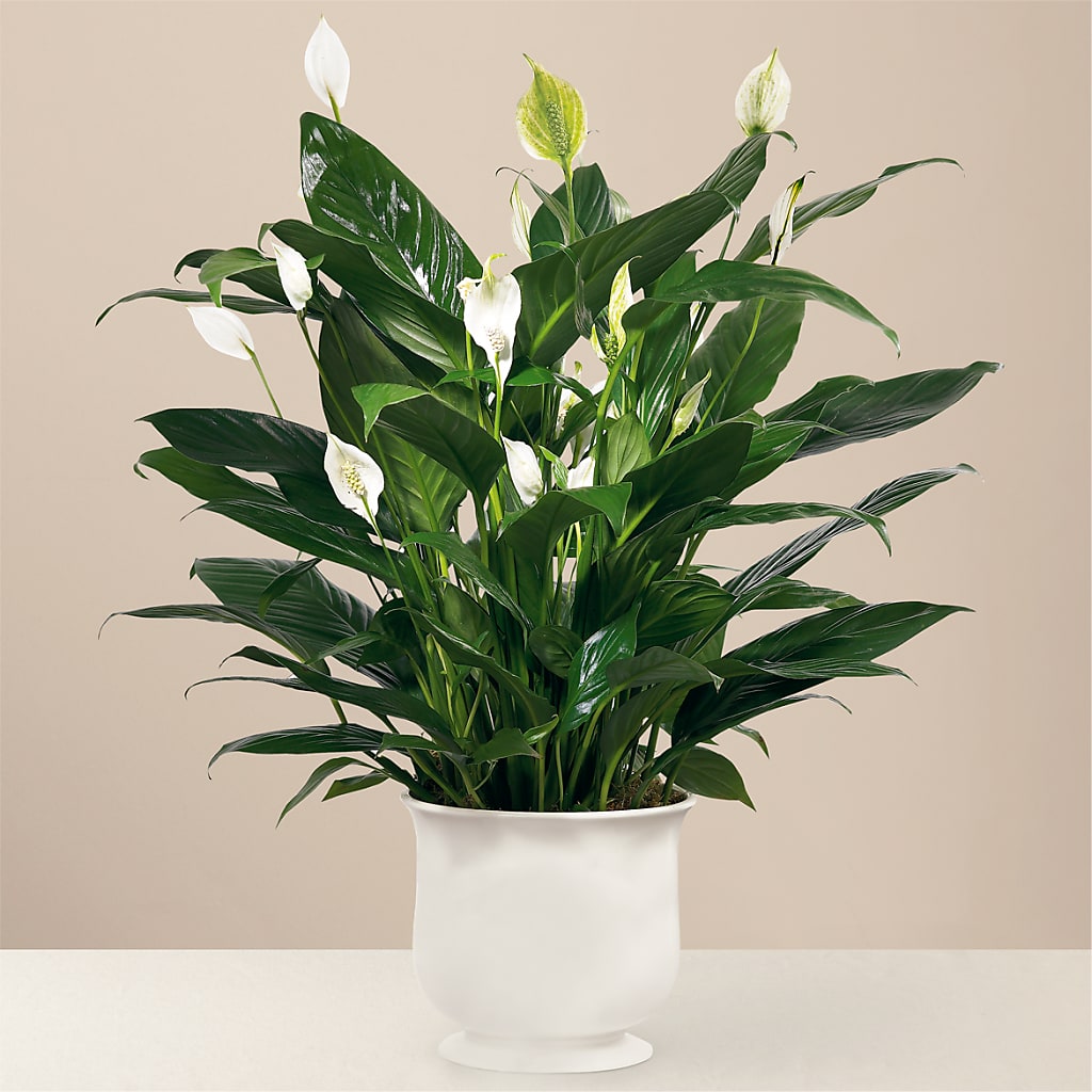 Comfort Planter – Wheeling Flower Shop Inc, Wheeling WV