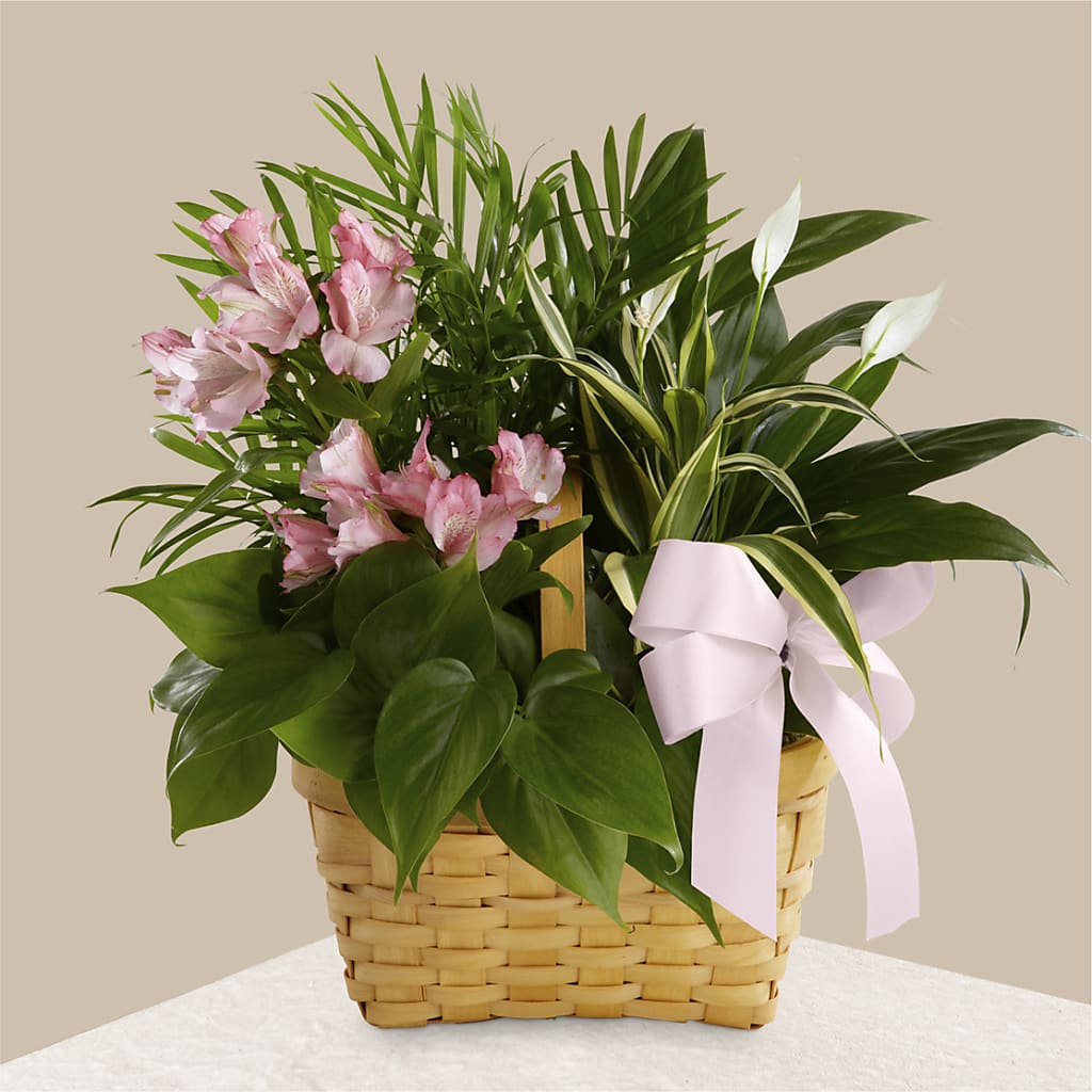 Living Spirit Dishgarden – Wheeling Flower Shop Inc, Wheeling WV