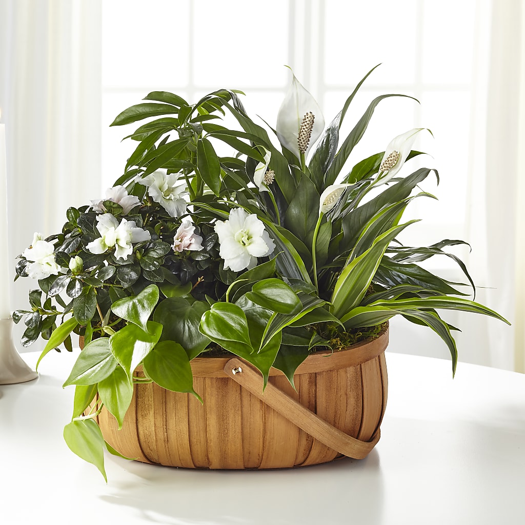Serene Dishgarden – Wheeling Flower Shop Inc, Wheeling WV