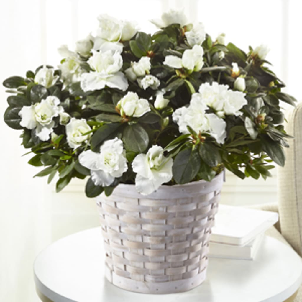 White Azalea Plant – Wheeling Flower Shop Inc, Wheeling WV