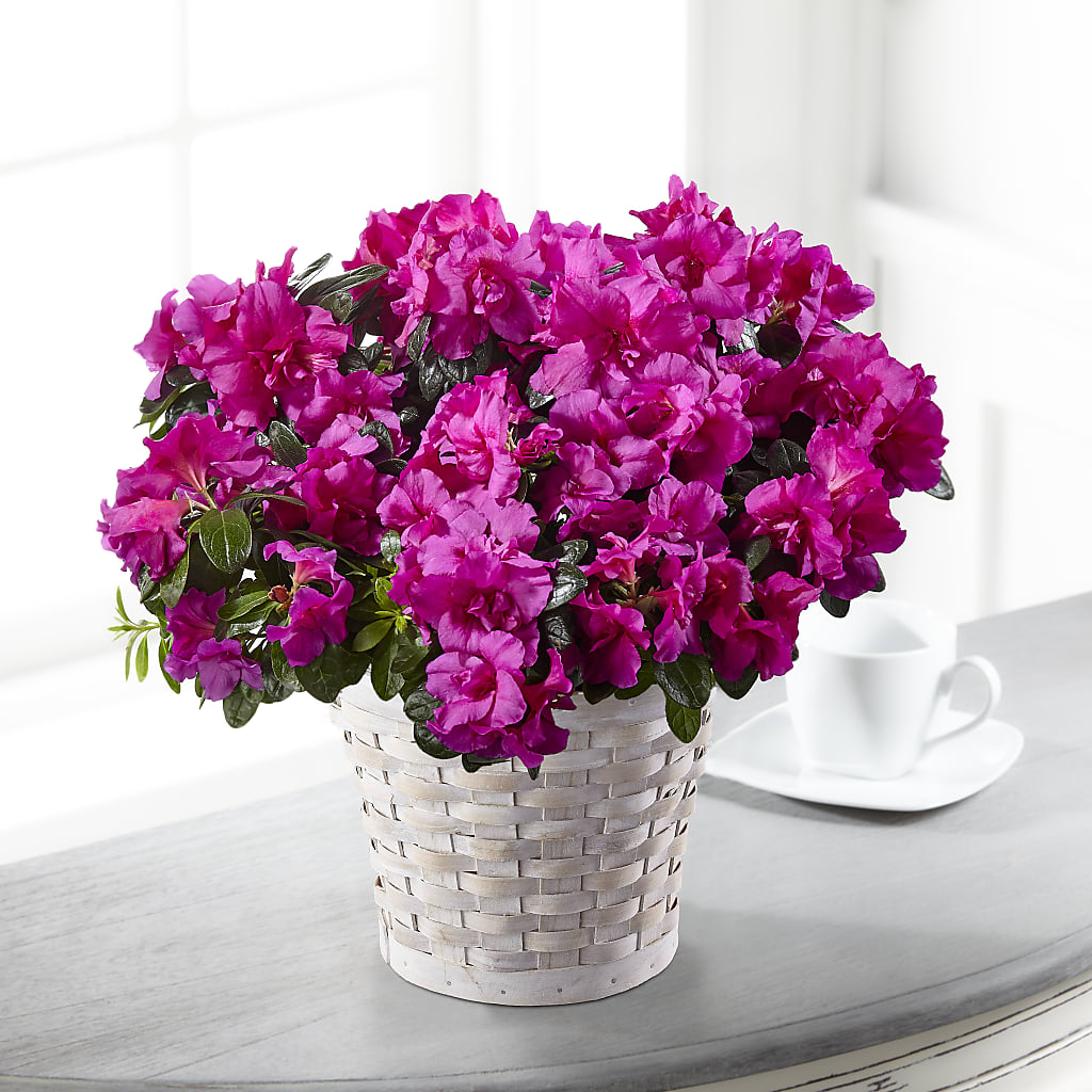 Hope & Serenity Azalea Plant – Wheeling Flower Shop Inc, Wheeling WV