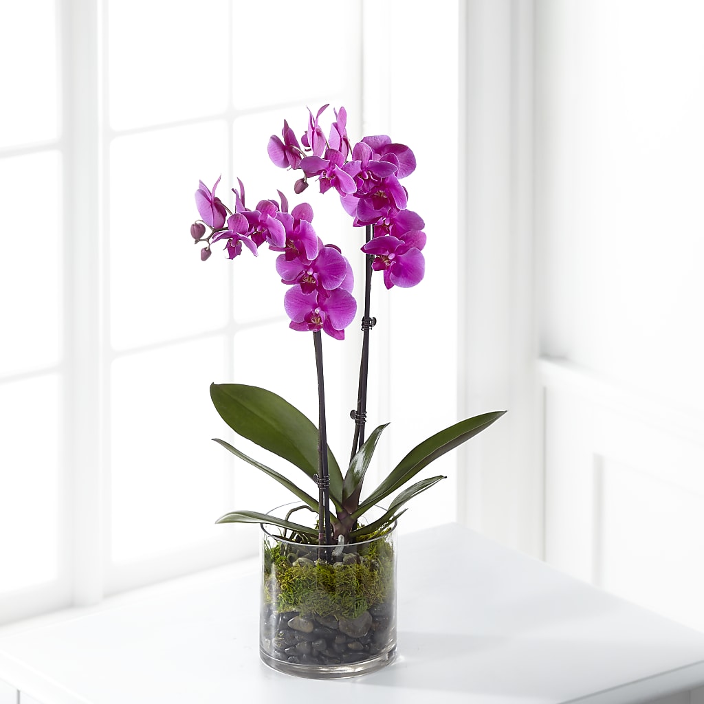 Pink Orchid Plant – Wheeling Flower Shop Inc, Wheeling WV