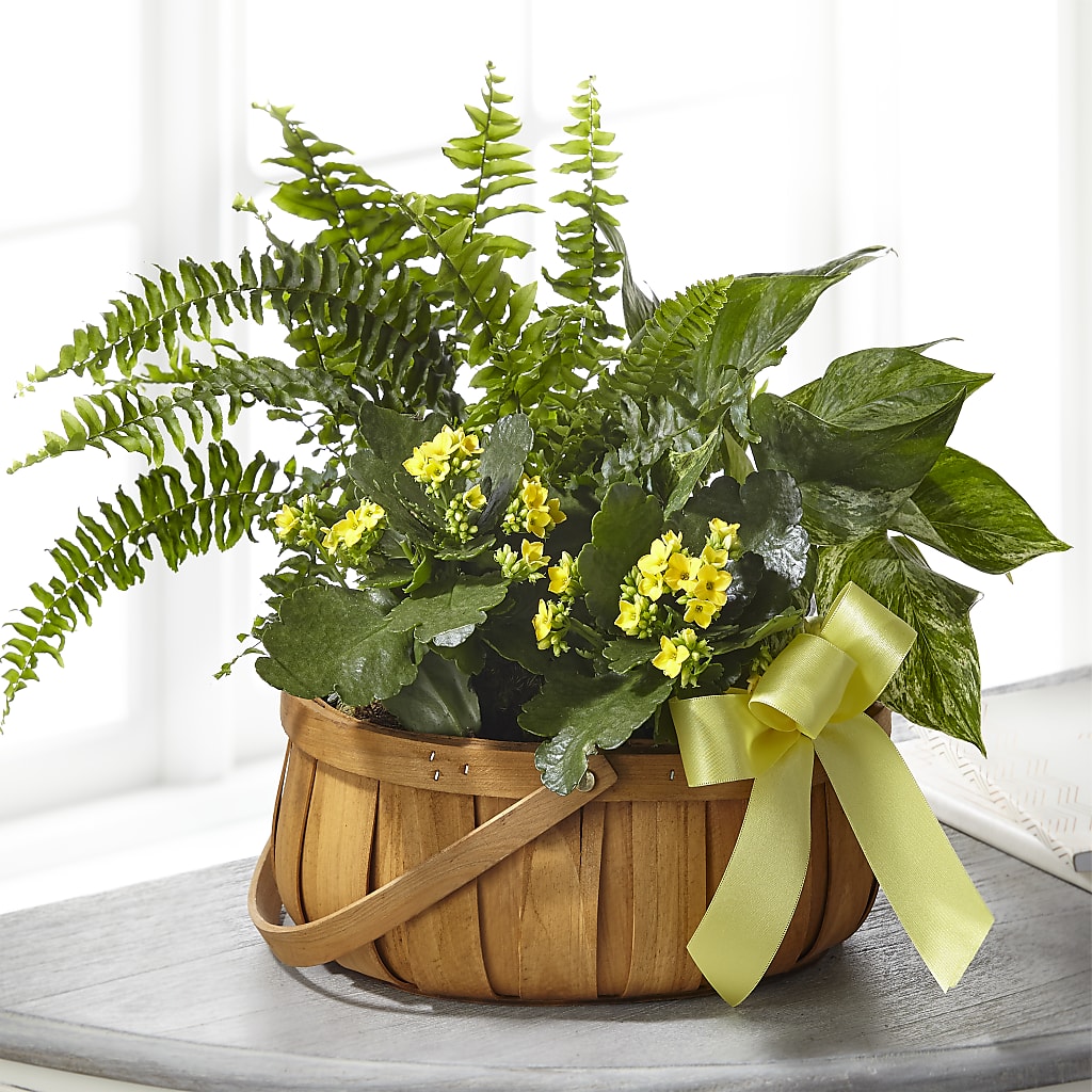 Always Dear Dishgarden – Wheeling Flower Shop Inc, Wheeling WV