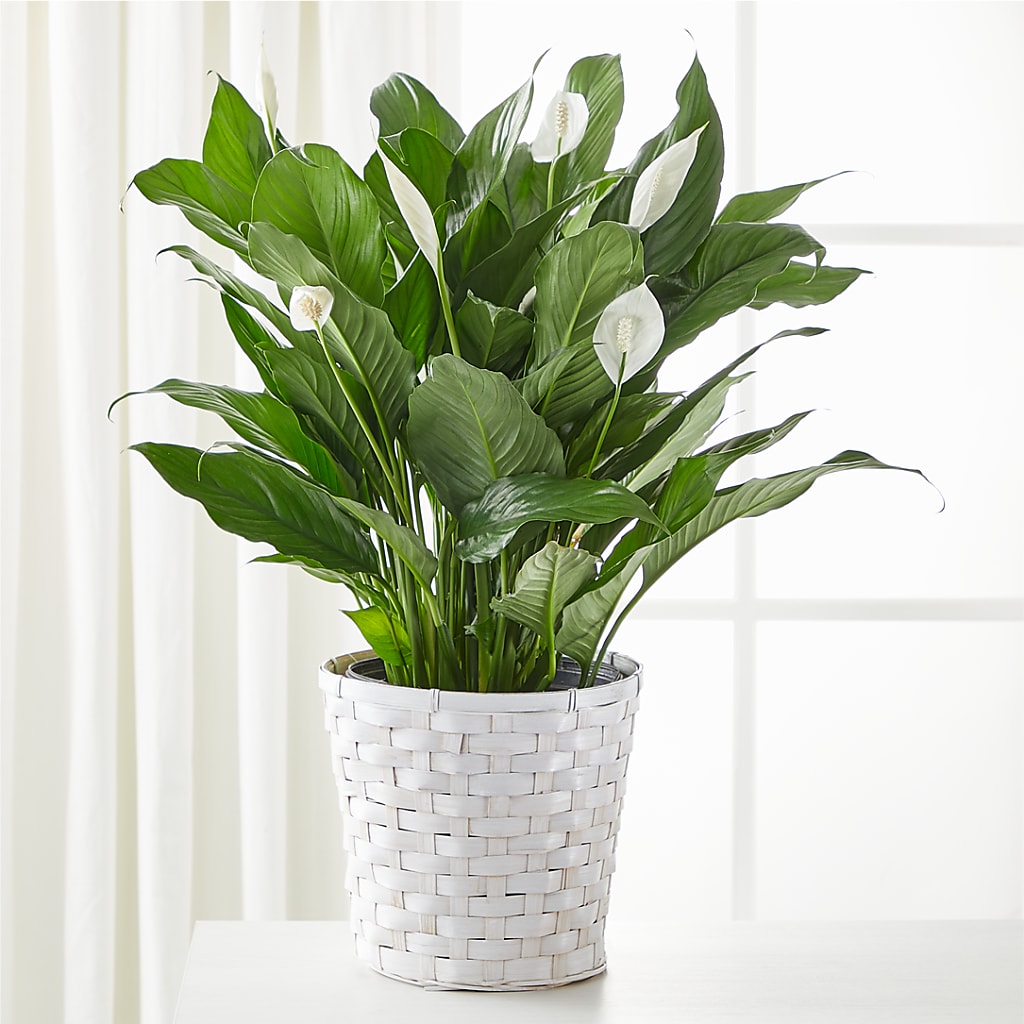 A New Leaf Peace Lily – Wheeling Flower Shop Inc, Wheeling WV