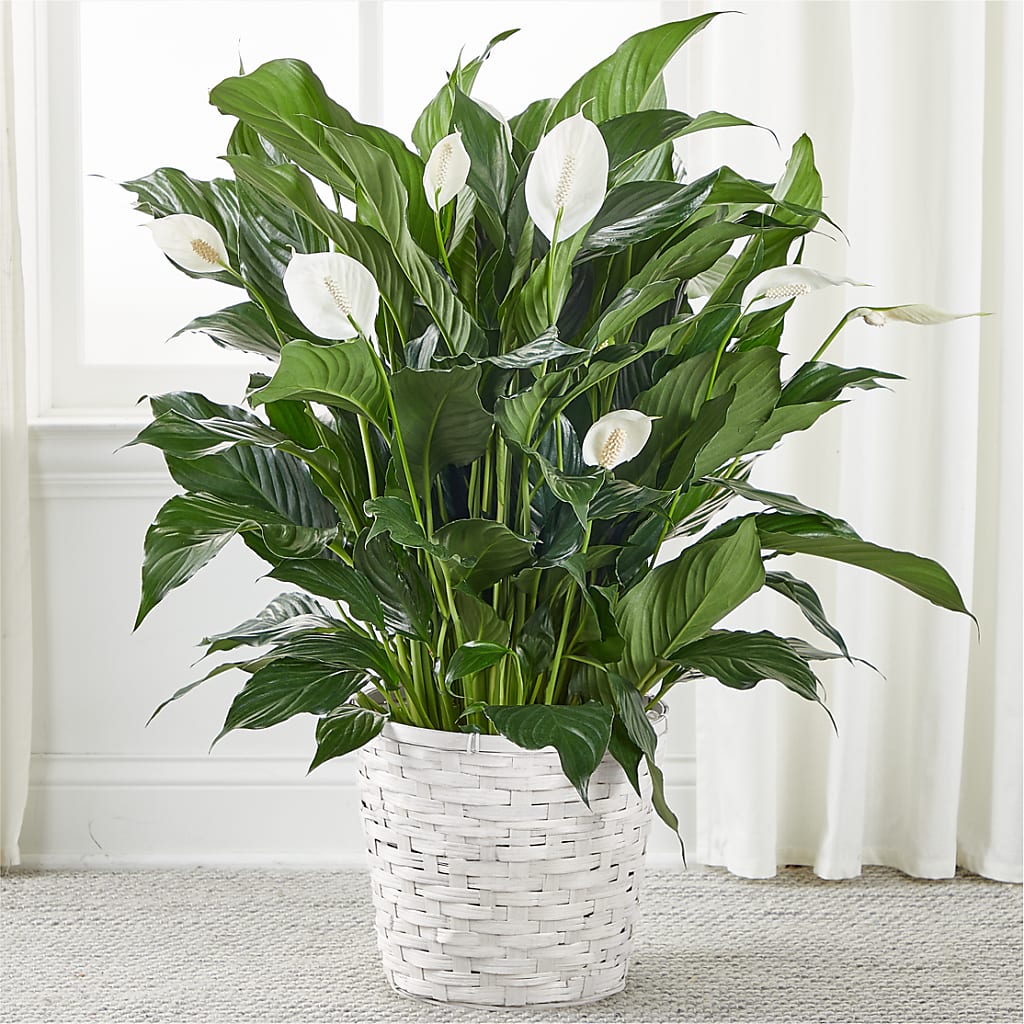 A New Leaf Peace Lily – Wheeling Flower Shop Inc, Wheeling WV