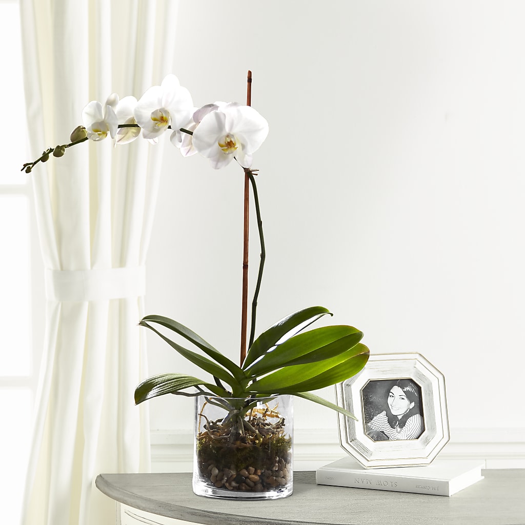 White Orchid Planter – Wheeling Flower Shop Inc, Wheeling WV