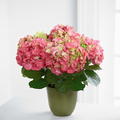 Pink Hydrangea Planter –  Wheeling Flower Shop Inc, Wheeling WV