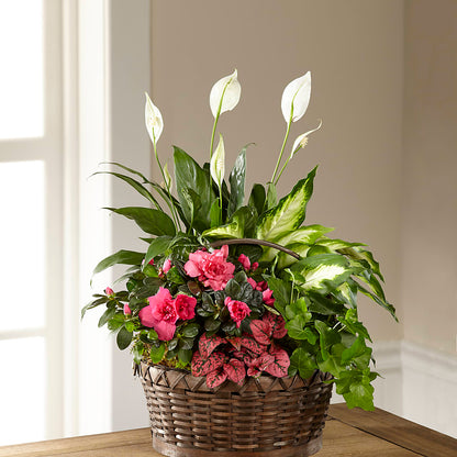 Dream in Pink Dishgarden –  Wheeling Flower Shop Inc, Wheeling WV