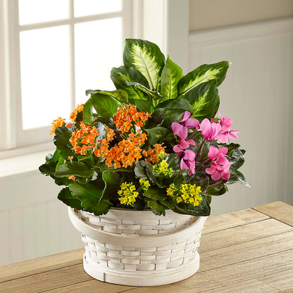 Color Crush Dishgarden –  Wheeling Flower Shop Inc, Wheeling WV