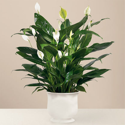 Comfort Planter –  Wheeling Flower Shop Inc, Wheeling WV