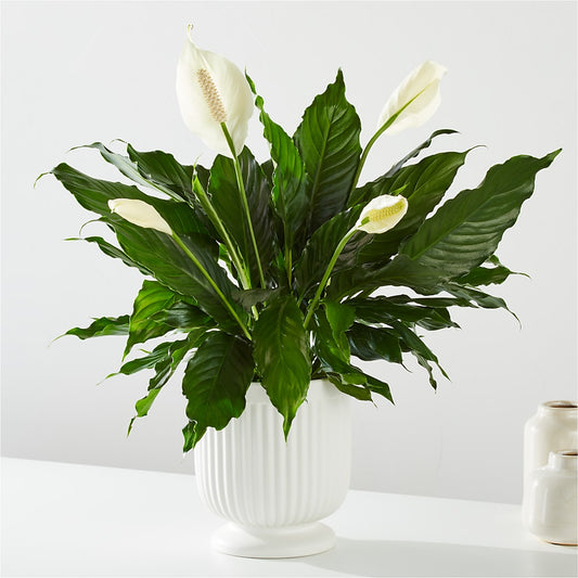 Comfort Planter –  Wheeling Flower Shop Inc, Wheeling WV
