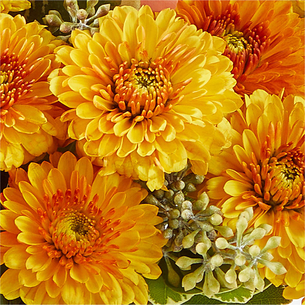 Peachy Pumpkin –  Wheeling Flower Shop Inc, Wheeling WV