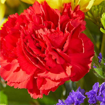 Brighter Days Bouquet –  Wheeling Flower Shop Inc, Wheeling WV