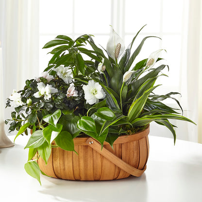 Serene Dishgarden –  Wheeling Flower Shop Inc, Wheeling WV