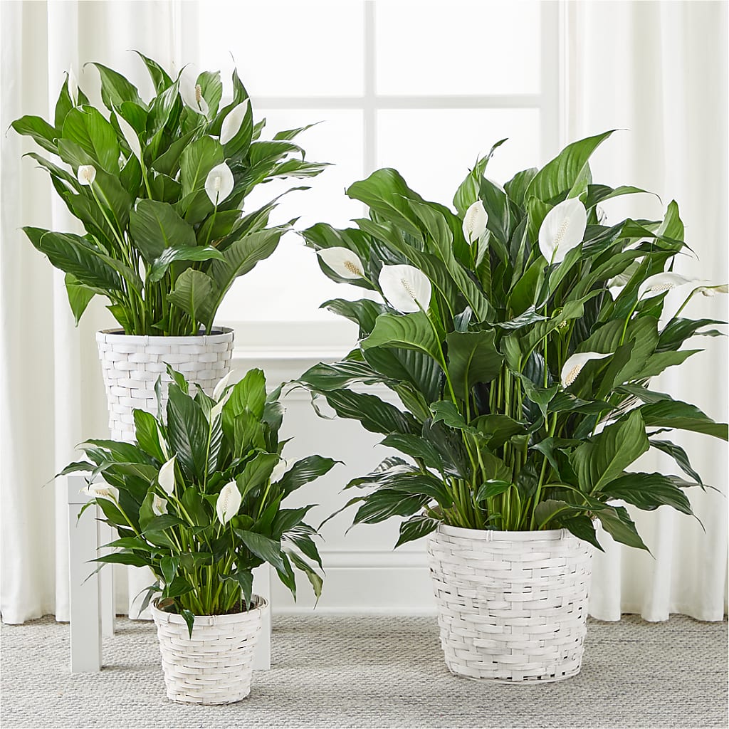 A New Leaf Peace Lily –  Wheeling Flower Shop Inc, Wheeling WV