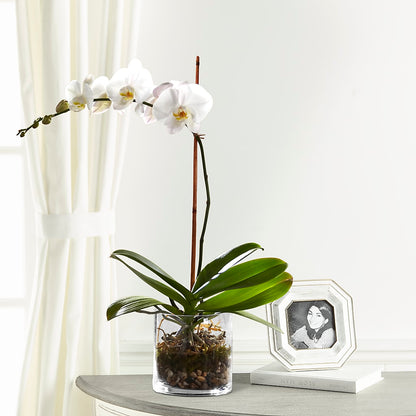 White Orchid Planter –  Wheeling Flower Shop Inc, Wheeling WV