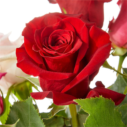 Love Notes Rose Bouquet –  Wheeling Flower Shop Inc, Wheeling WV